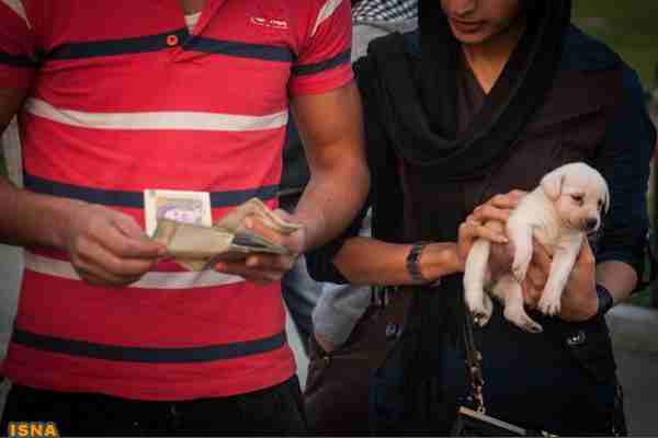 چرا برخی دوستی با حیوانات را به انسانها ترجیح می دهند؟