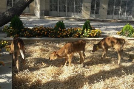 «گندم» اولین گوساله با فناوری جنین منجمد گاو متولد شد