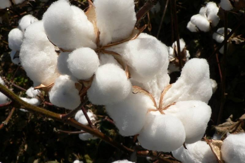 پنبه تراریخته