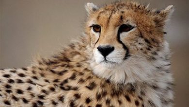 یوزپلنگ آسیایی