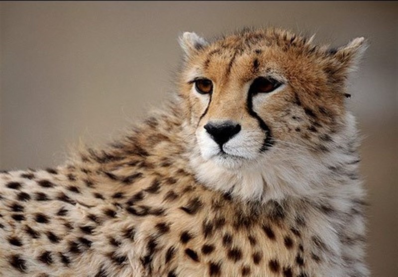 یوزپلنگ آسیایی