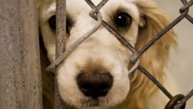 تاملی انتقادی بر حیوان آزاری