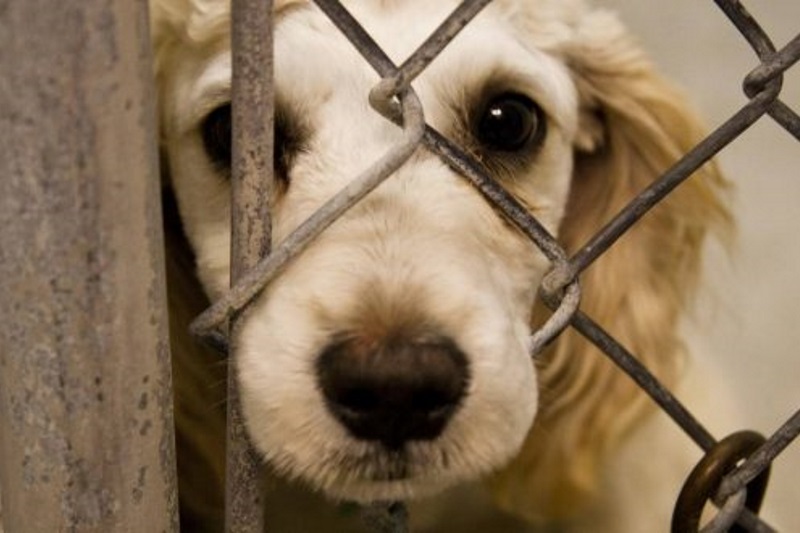 تاملی انتقادی بر حیوان آزاری