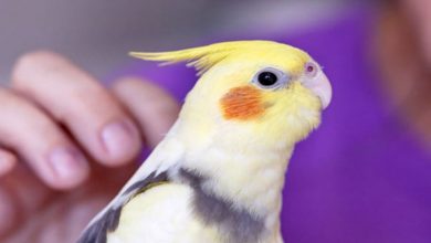 «مذهبیها هم حیوان خانگی دارند»