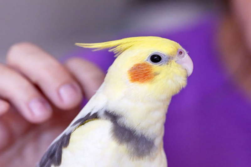 «مذهبیها هم حیوان خانگی دارند»