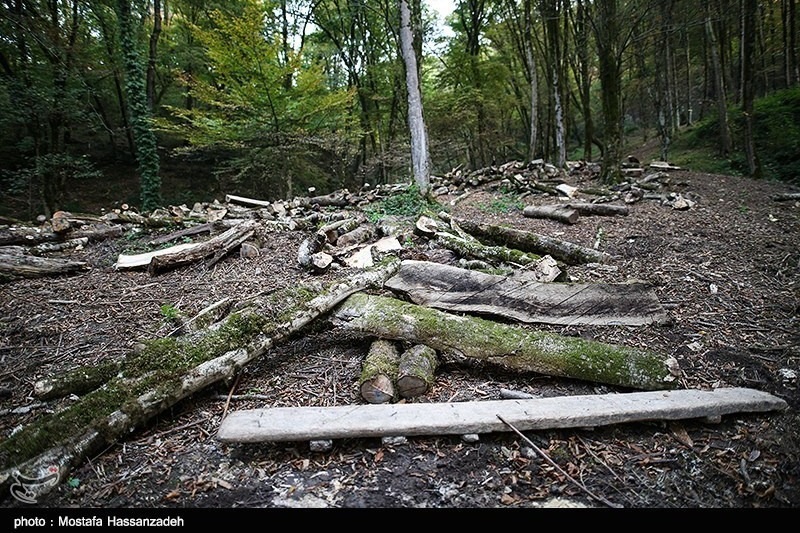 اسماعیل کهرم: اگر از امروز از برداشت جنگل دست بردارید جبران میشود