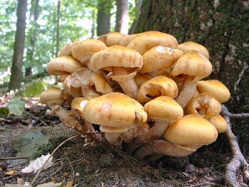 مسمومیت 13 نفر با خوردن قارچ در آذربایجان غربی