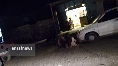 تراژدی آزادی ...