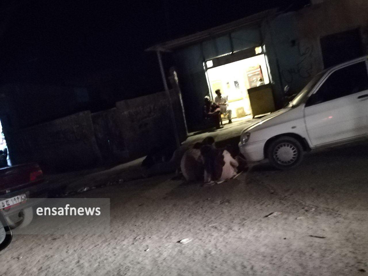 تراژدی آزادی ...