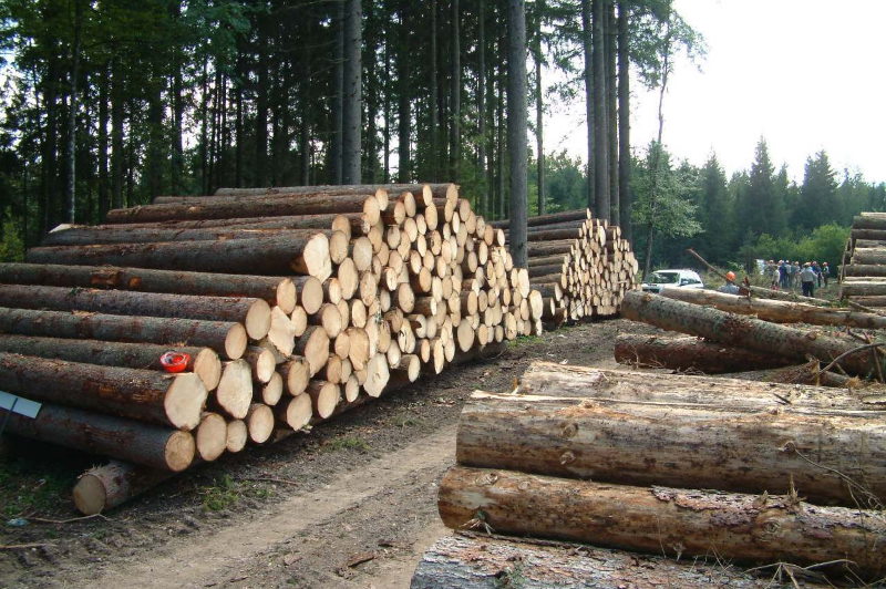 پرسش یک پژوهشگر کشاورزی و محیط زیست از آیت الله مکارم شیرازی دربارهی تخریب جنگل ها