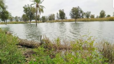 زرآباد بعد از سیل سرسبز شده است