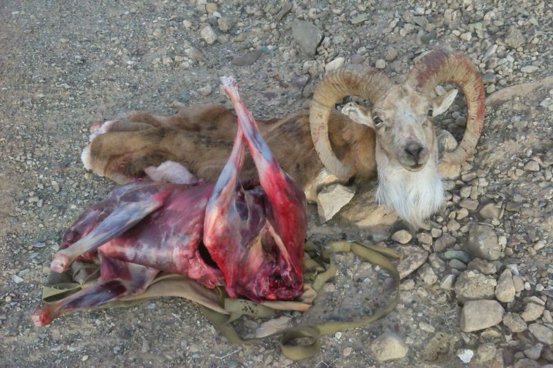 چرا پارسال میزان شکار در کشور افزایش داشت؟