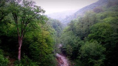 وقف جنگل‌های چند میلیون ساله شمال به نفع فرزندان! [+فیلم]