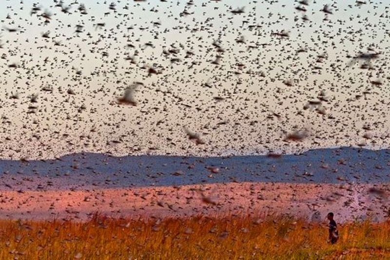 حمله‌ی ملخ‌ها