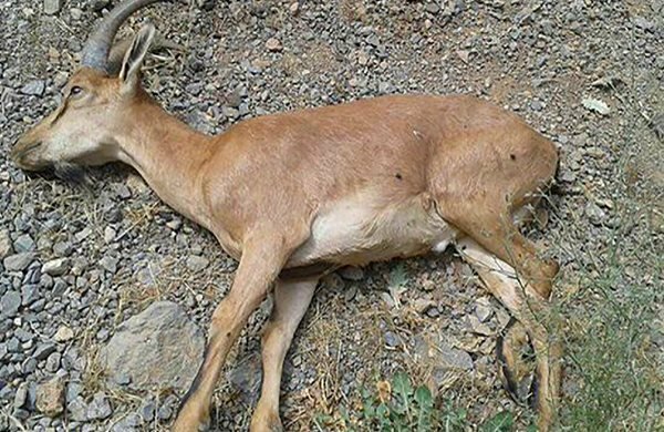 افزایش تلفات طاعون نشخوارکنندگان کوچک در مازندران