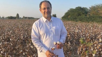 جان تازهی کشت پنبه به کارنهی بافت بلوچ