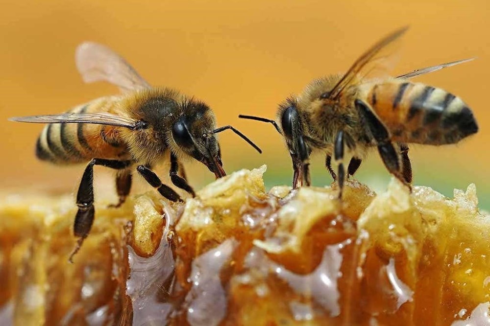 غذای تاریخ گذشتهی زنبور عسل در بازار؟