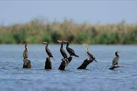 میانکاله هدف شکارچیان