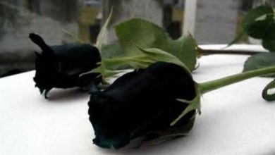 پنج شنبه آخر سال