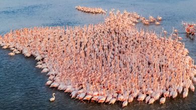 فلامینگوهای تالاب میانکاله