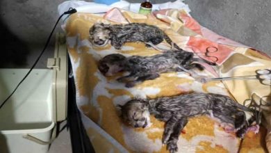 دروغ چرا؟ این انتخاب نام مرا به وحشت انداخته بود! | کاوه مدنی