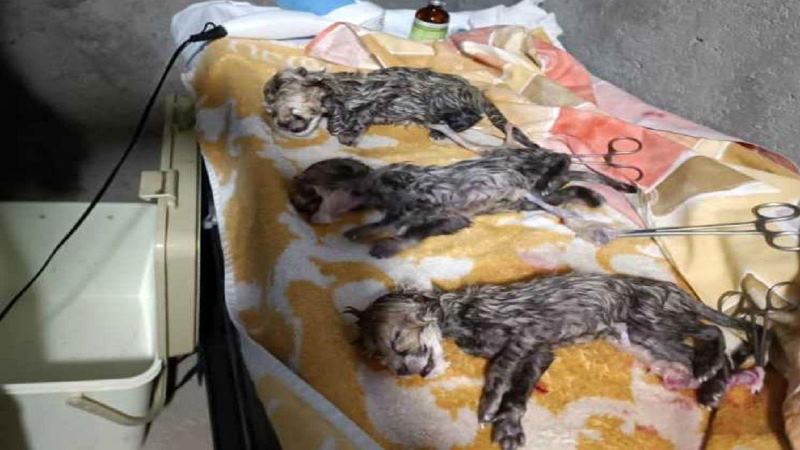 دروغ چرا؟ این انتخاب نام مرا به وحشت انداخته بود! | کاوه مدنی