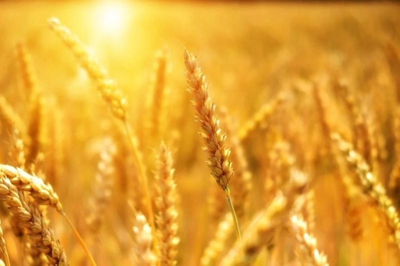 قیمت تضمینی گندم