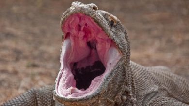 اژدهای کومودو و روش بسیار عجیب تولید مثل آن