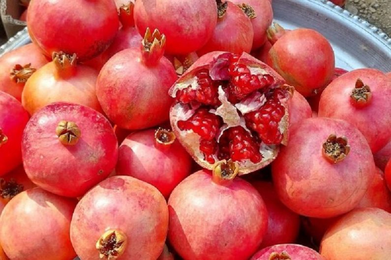 انار پاوه از محصولات سالم کرمانشاه به بازار آمد