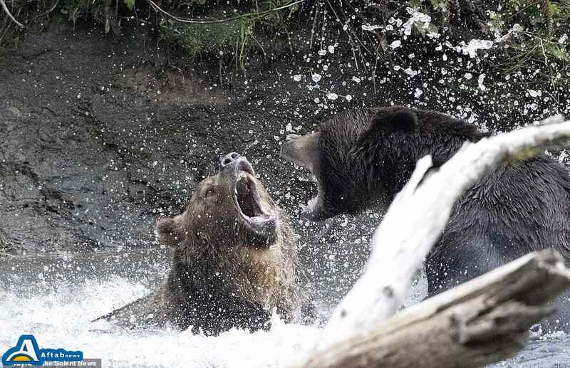خرس گریزلی و آنچه دربارهاش نمیدانید | روزانه 40 کیلو غذا میخورد!