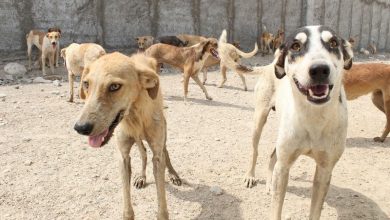۴۴۰ قلاده سگ توسط شهرداری پردیس زنده‌گیری و ساماندهی شد