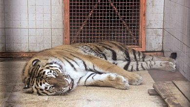 ۴ قلاده ببر پشت نیسان آبی در مشهد کشف شد