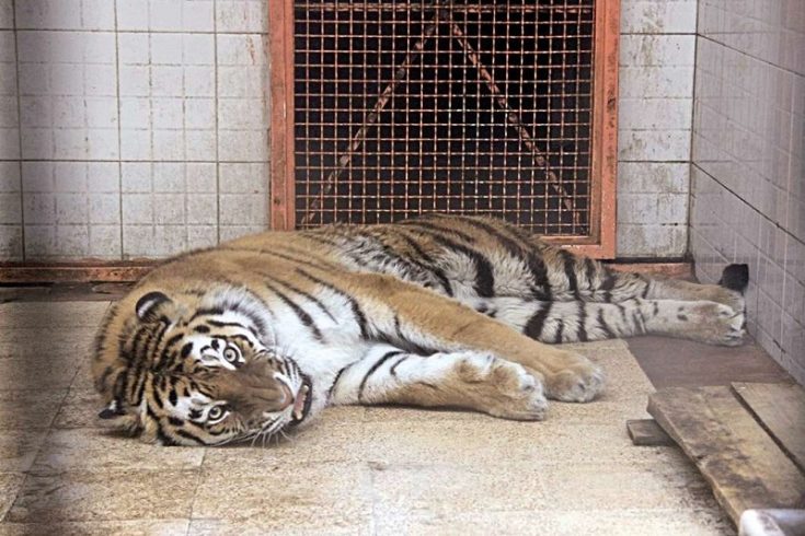 ۴ قلاده ببر پشت نیسان آبی در مشهد کشف شد