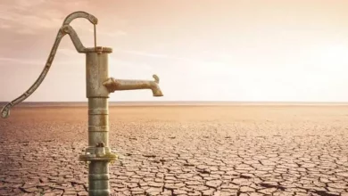 «در بحران آب چگونه شعار کاشت درخت سر دهیم؟»