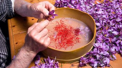 سالی تلخ برای زعفران کاران فاروج در خراسان شمالی
