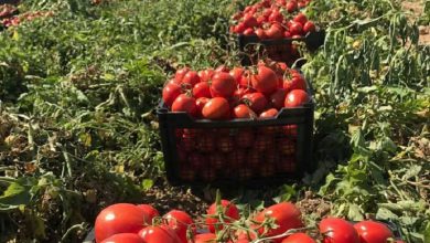 سرنوشت 5 هزار تن گوجه 3400 تومانی در خراسان رضوی