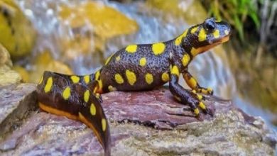 زیستگاه سمندر کردستانی در بوکان شکار ممنوع شد