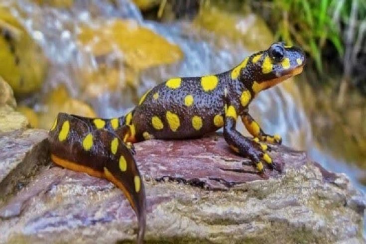 زیستگاه سمندر کردستانی در بوکان شکار ممنوع شد