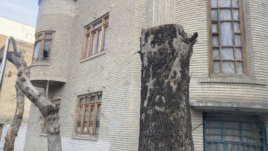 قطع درختان