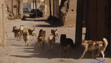 سگ های ولگرد در دهدشت جولان می‌دهند