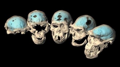 گامی دیگر در درک تکامل مغز