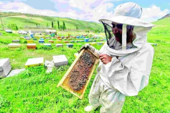 مراتع کبودراهنگ همدان مستعد صنعت زنبورداری