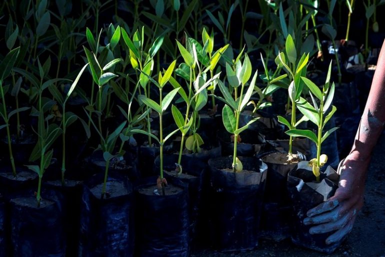 ریشههای جنگل حرا در گازوئیل