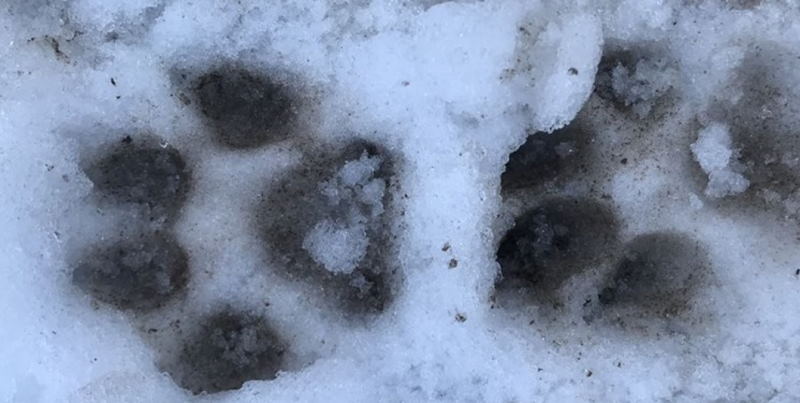 رد پای پلنگ در منطقه ازناو خلخال مشاهده شد