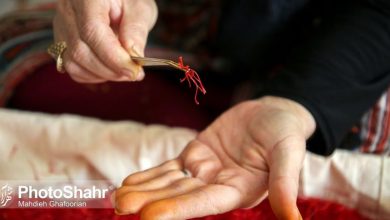 «ماهانه ۱۰ تن طلای سرخ از کشور قاچاق می‌شود»