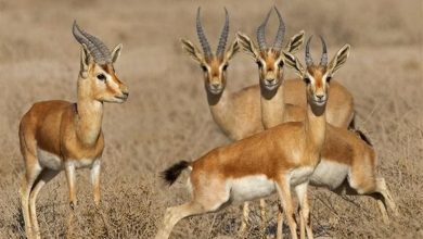 کاهش جبیر در نهبندان خراسان جنوبی