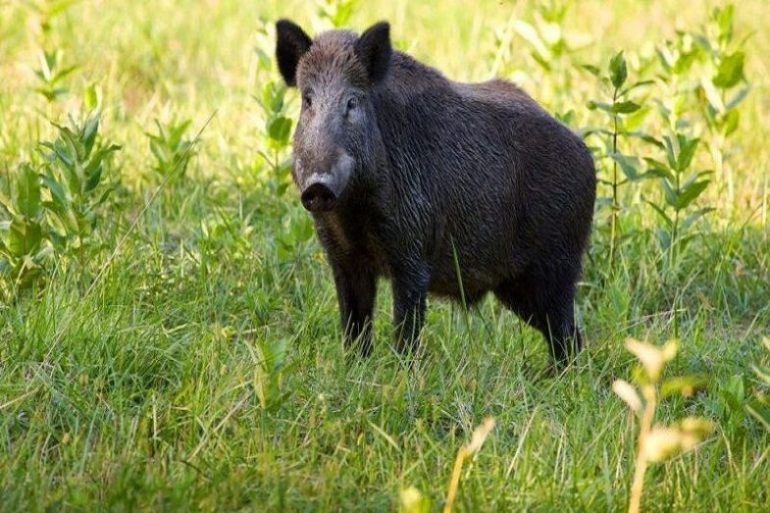 خرافات و دعانویسی بلای جان «گراز» در کهگیلویه و بویراحمد
