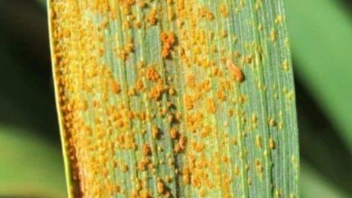 شیوع بیماری زنگ زرد در مزارع کشاورزی استان ایلام