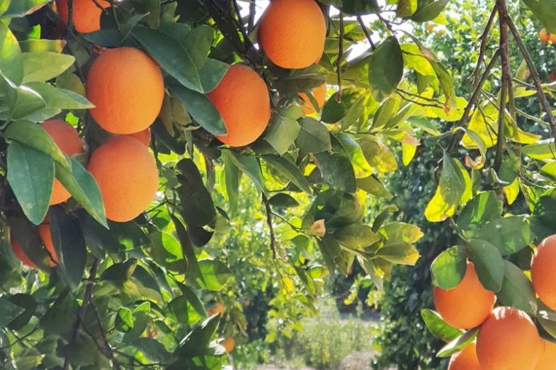 پرتقال شب عید مازندران روانهی ۱۲ استان میشود