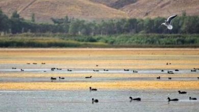 تالاب بین‌المللی قوری گل غرق در «چالش مدیریتی»